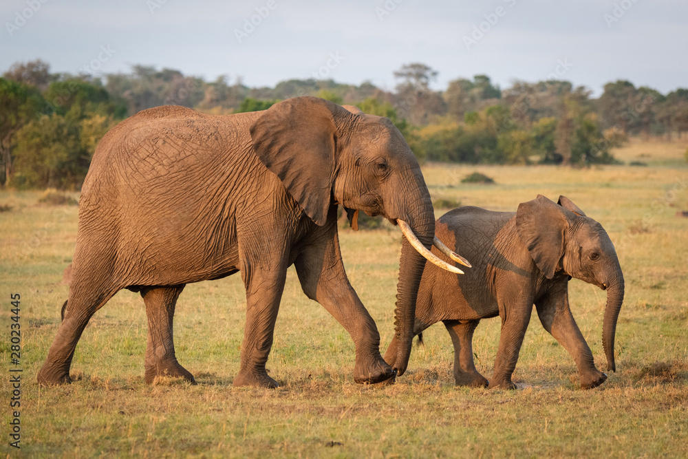 African bush elephant and calf cross grassland