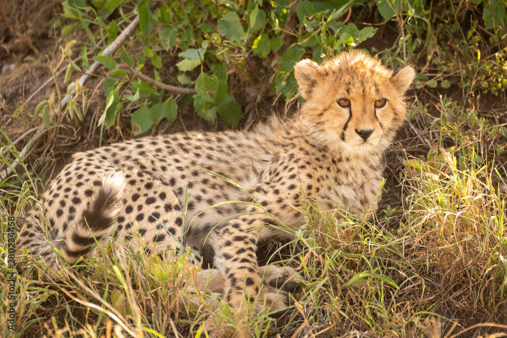 Cheetah cub lies in shade of bush Cheetah cub lies in shade of bush