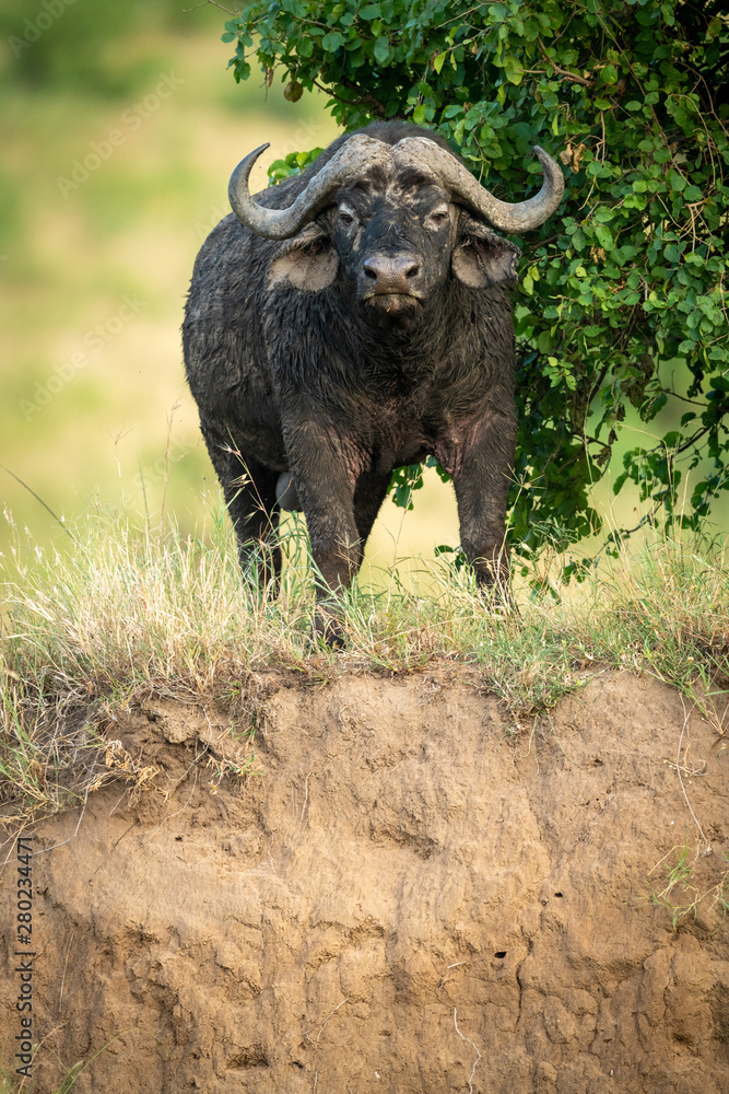 Obraz premium Cape buffalo stands facing camera on cliff