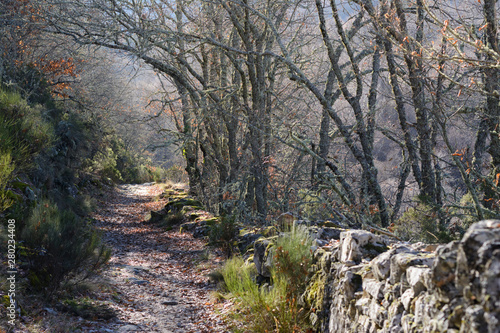 forest road between oak woods in the middle of autumn invites to morning walk