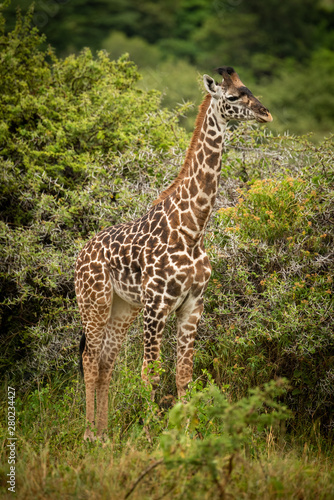 Baby Masai giraffe stands near thorn trees