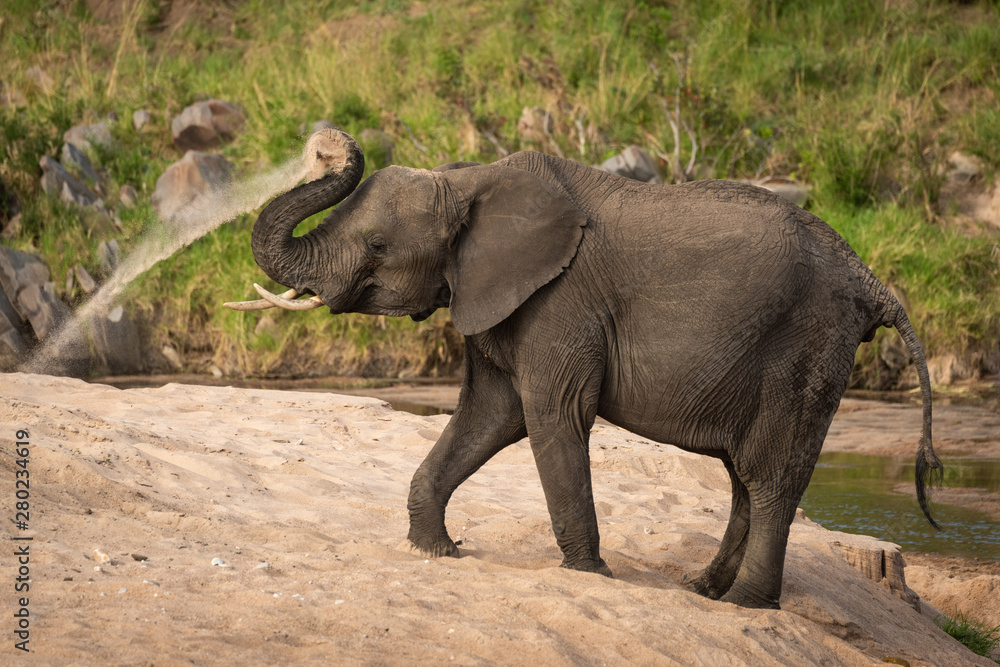 Obraz premium African bush elephant throws sand over itself