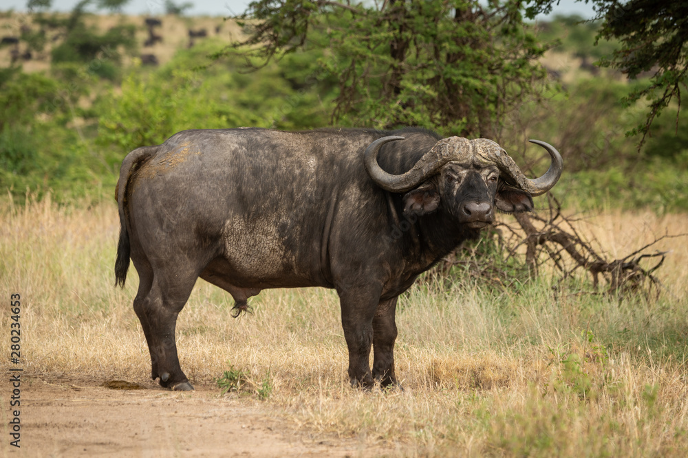 Cape buffalo stands in grass turning head Cape buffalo stands in grass turning head