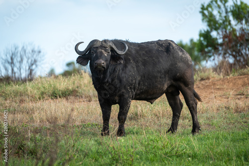 Fototapeta Naklejka Na Ścianę i Meble -  Cape buffalo stands on grass watching camera
