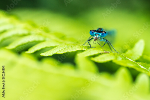 Close up of a Blue-tailed Damselfly infuscans (Ischnura elegans) eating a bug
