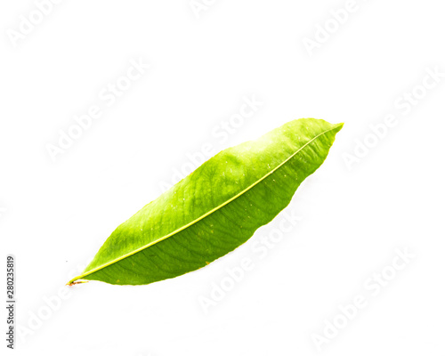 Close-up top view single Ochna integerrima Hoa Mai leaf isolated on white photo