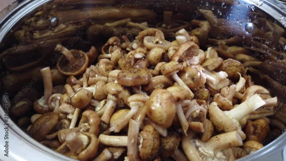 Forest Mushroom In The pan Forest Mushroom In The pan