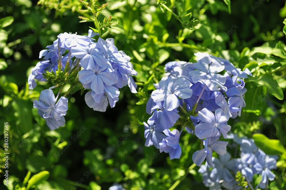 Blue hydrangea flowers on green background Blue hydrangea flowers on green background