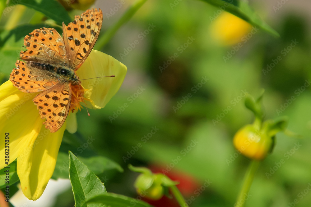 Obraz premium Allphotokz Butterflies 20091005 1064 5D