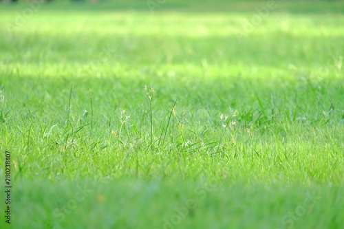 In selective focus green grass field with sun light at the park in bright day 