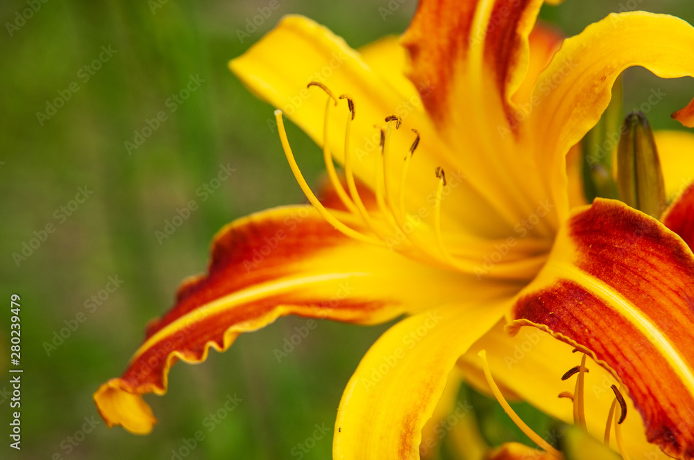 flower of a day lily with bicolored petals flower of a day lily with bicolored petals