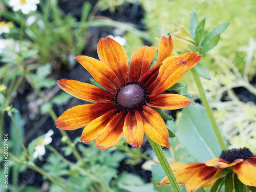 Rudbeckia hirta 'Cappuccino' or Black-Eyed Susan 'cappuccino' photo