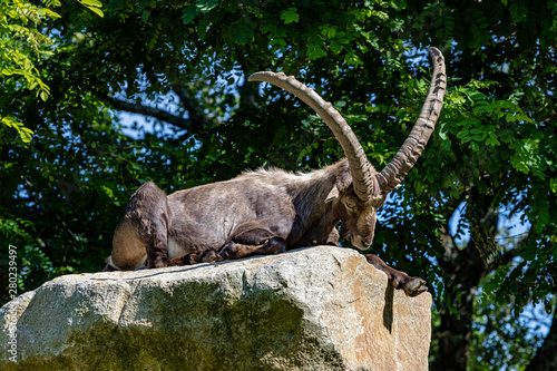 Ibex lying on a rock