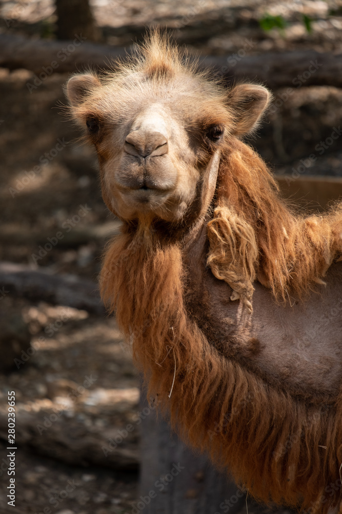 Fototapeta premium Bactrian camel