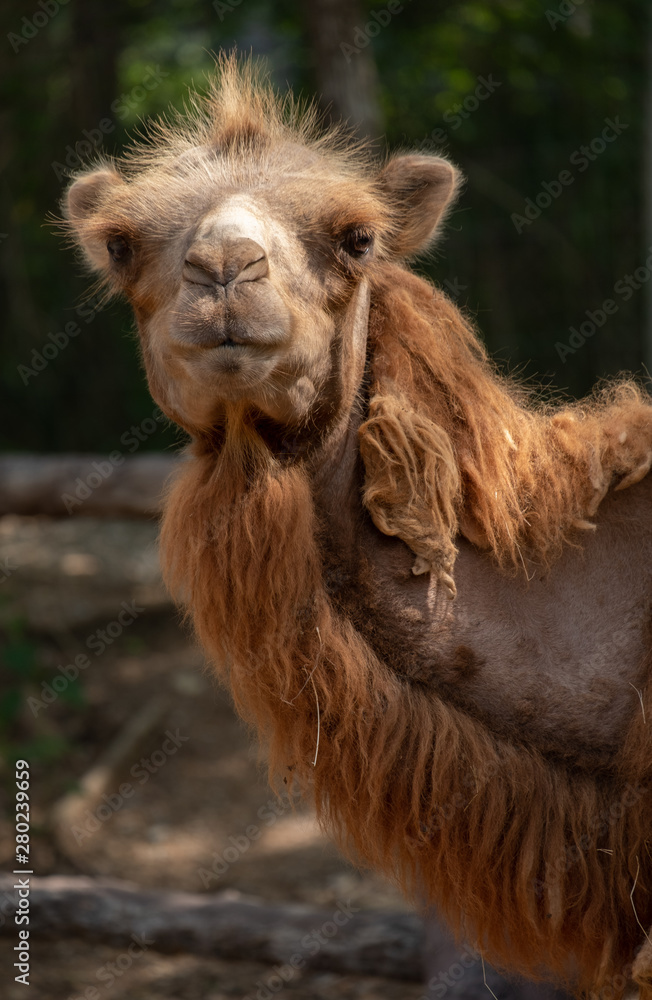 Obraz premium Bactrian camel