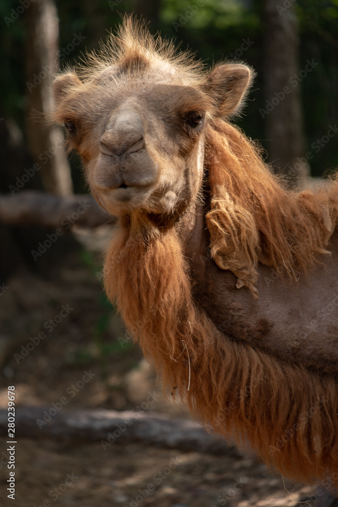 Obraz premium Bactrian camel
