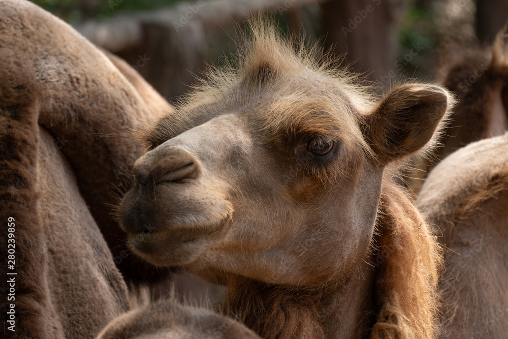 Fototapeta premium Bactrian camel