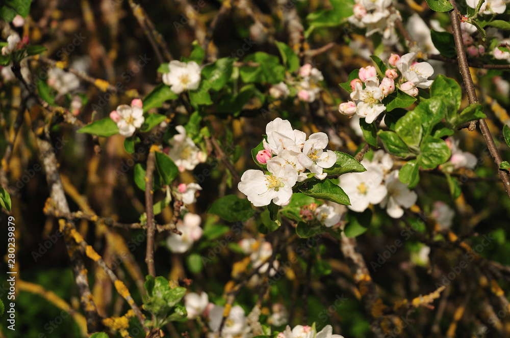 close-up of twig of an apple tree with white flowers and pink bud