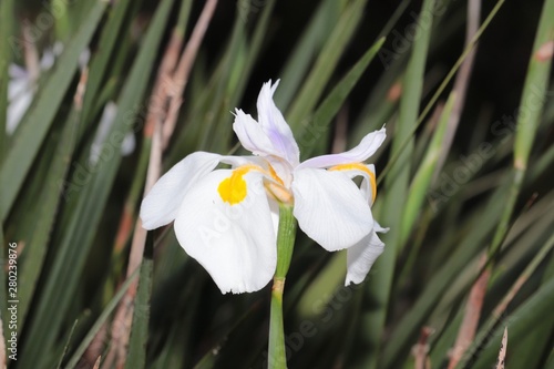 Fototapeta Naklejka Na Ścianę i Meble -  white flower in the garden