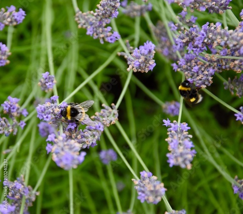 Bumblebee on lavender flower