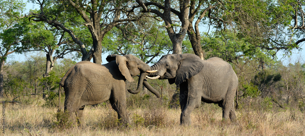 two male African elephants sparring