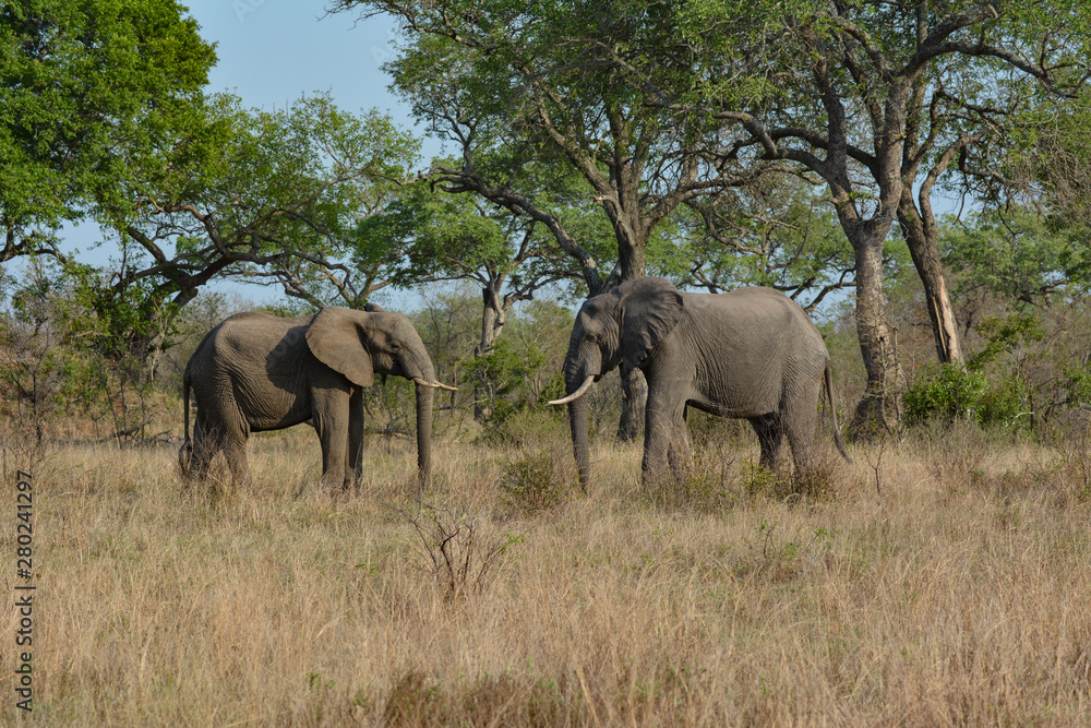 Pair of Elephants in the Kruger National park