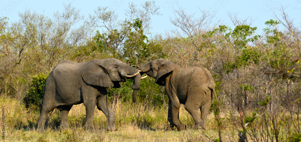 Obraz premium Angry male elephants sparring together