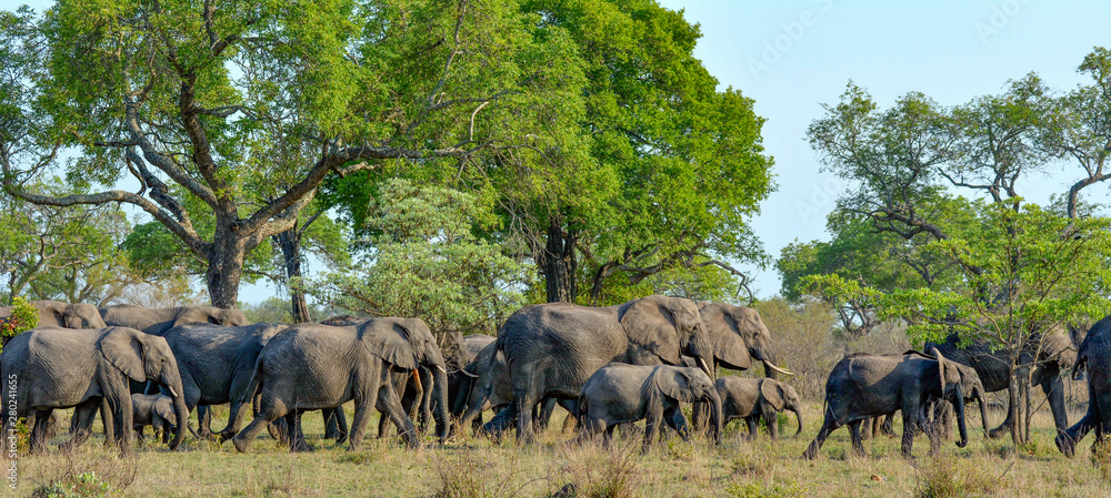 herd of elephants walking in Kruger Park, SouthAfrica herd of elephants walking in Kruger Park, SouthAfrica