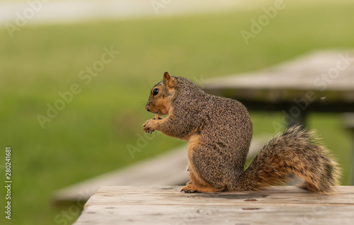 squirrel nibbles on a snack while sitting on a picnic table in the park