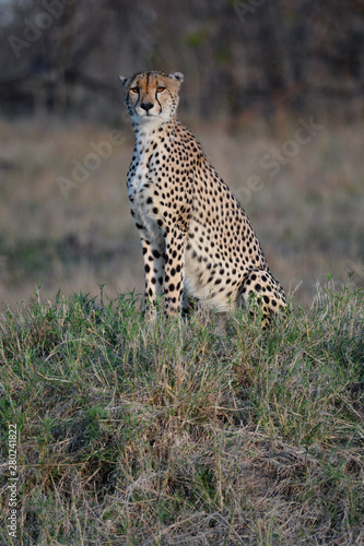 cheetah sitting up in the grass