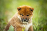Serious and beautiful red shiba inu puppy sitting in the green grass in summer