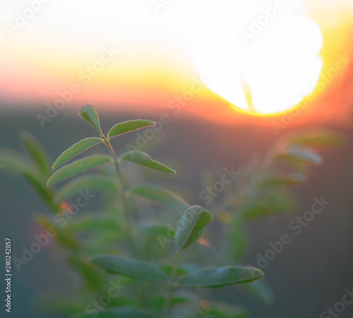 Happy new day concept: Stunning yellow meadow autumn sunrise with bokeh light background