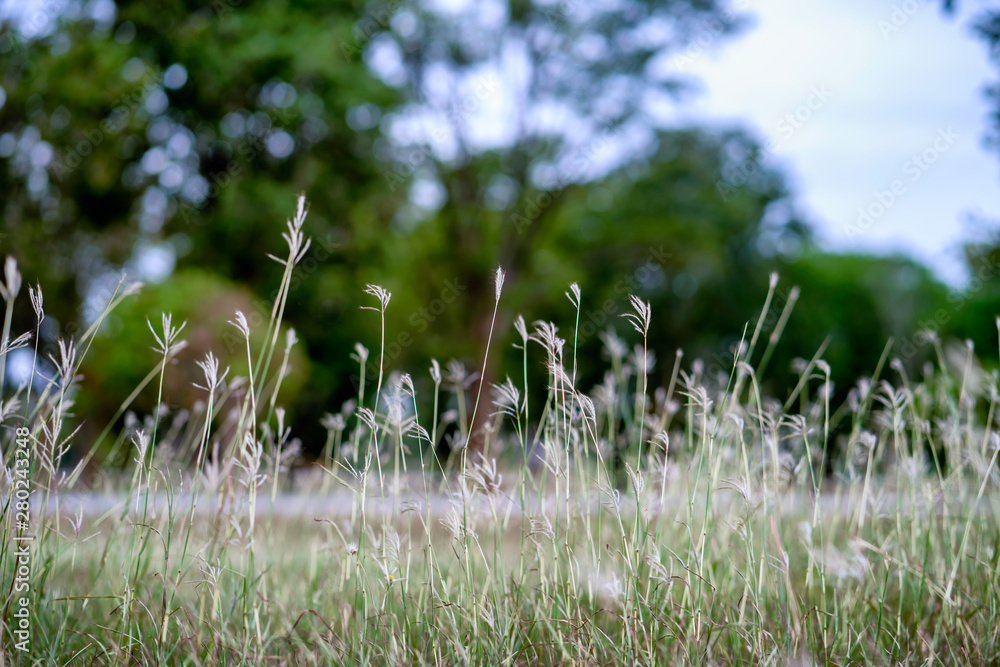Close up grass flower on mountain in sunny day. Close up grass flower on mountain in sunny day.