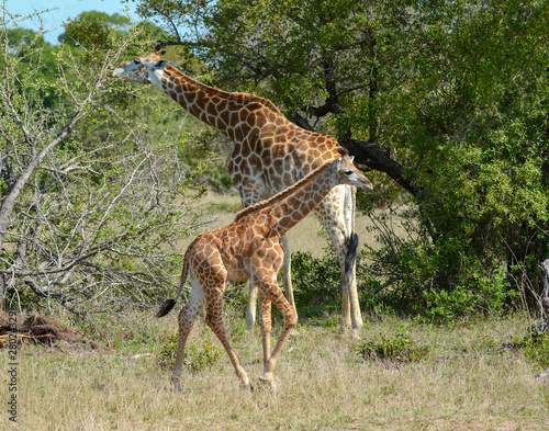 mother and baby giraffe in Africa