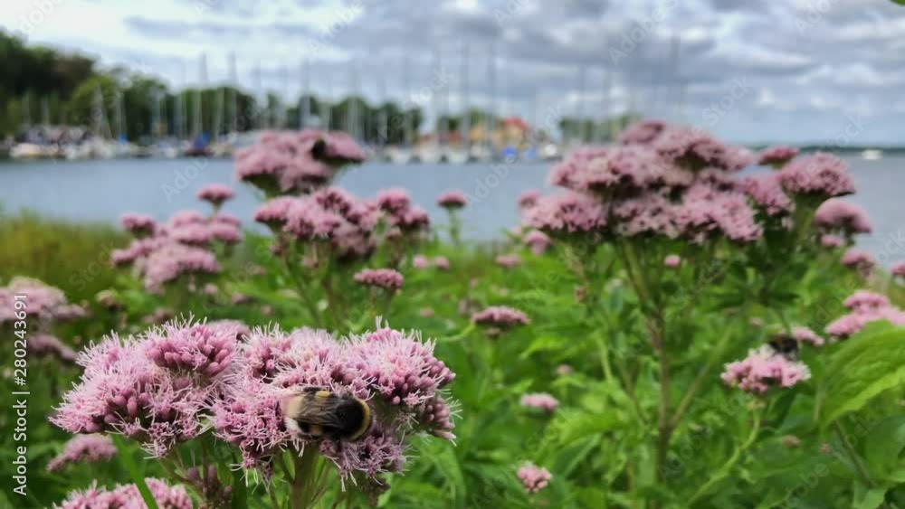 Flowers with a bumble bee on and a guestharbor in the backdrop. Flowers with a bumble bee on and a guestharbor in the backdrop.