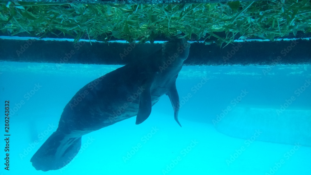 Obraz premium 水中のマナティー