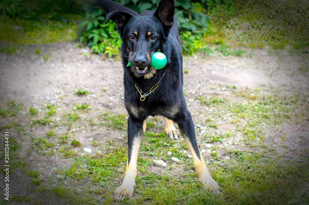 The dog is playing a rubber toy. The dog is playing a rubber toy.