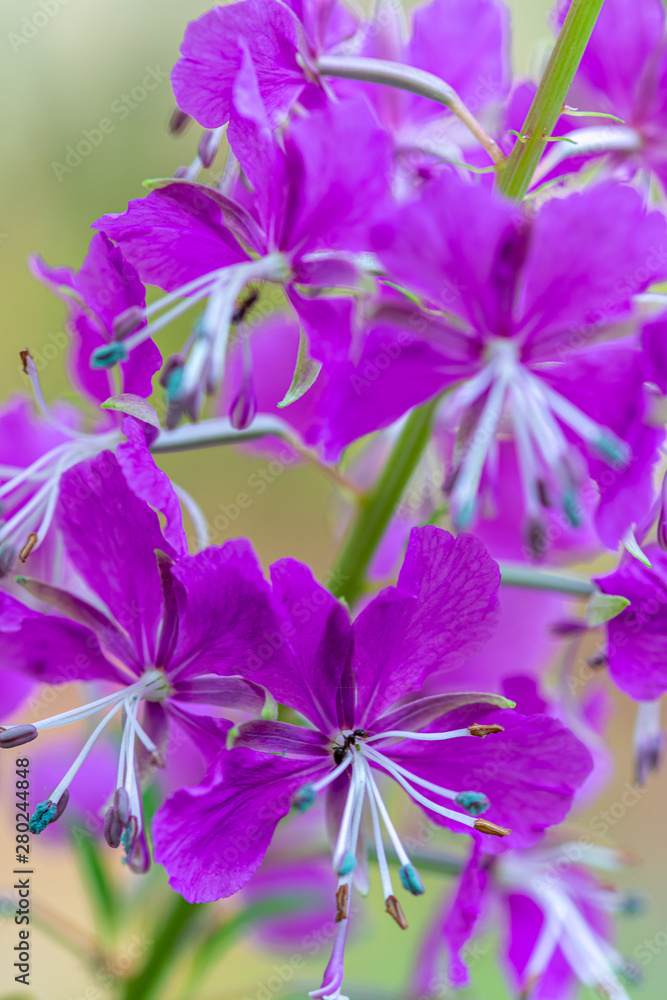 Fototapeta premium Fireweed, great willowherb or rosebay willowherb. Chamaenerion angustifolium