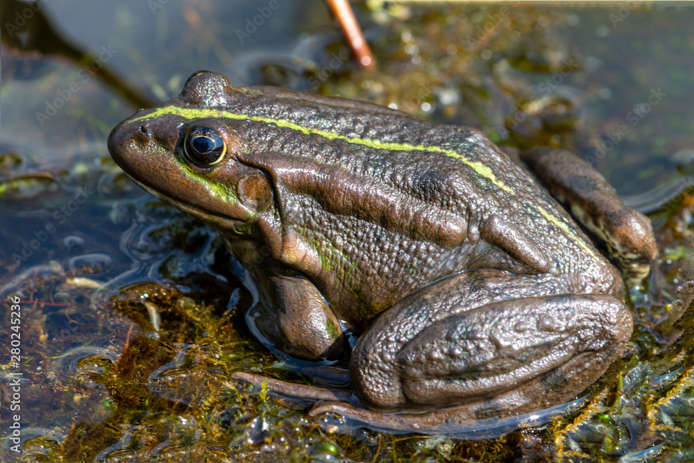 Macro photo Nature amphibian lake frog sitting on a snag, catches flies. T Macro photo Nature amphibian lake frog sitting on a snag, catches flies. T