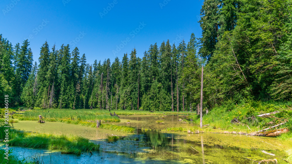 Swamp At The Forest