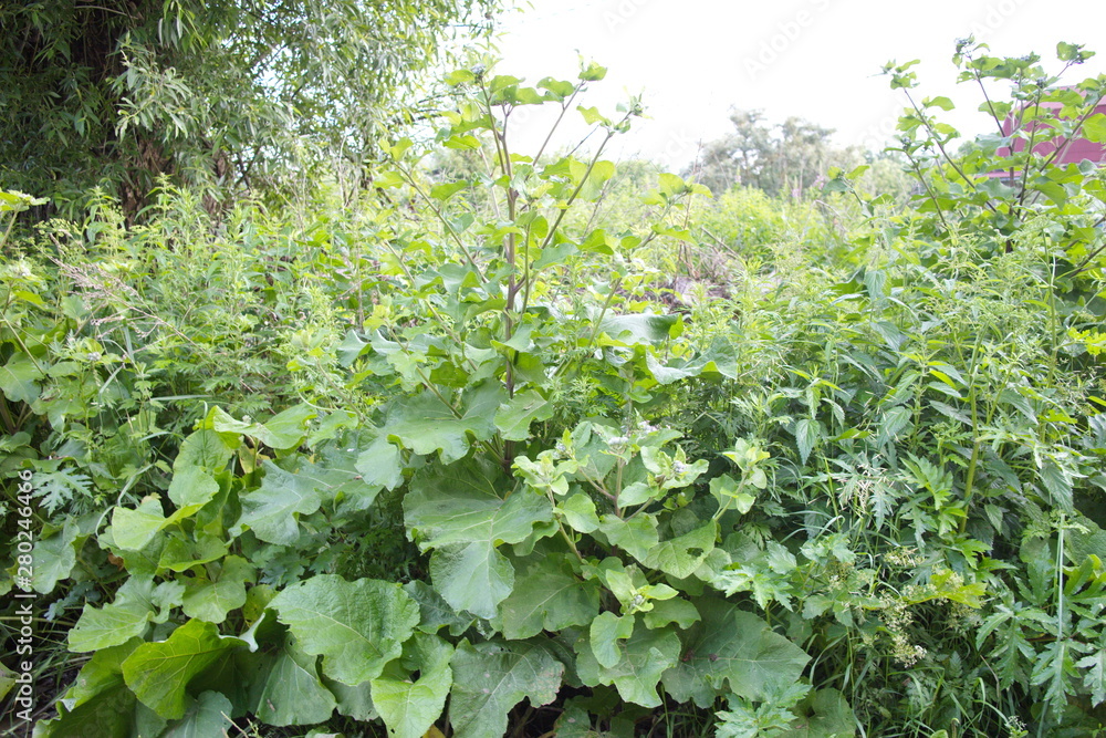 dense thickets of green nettle