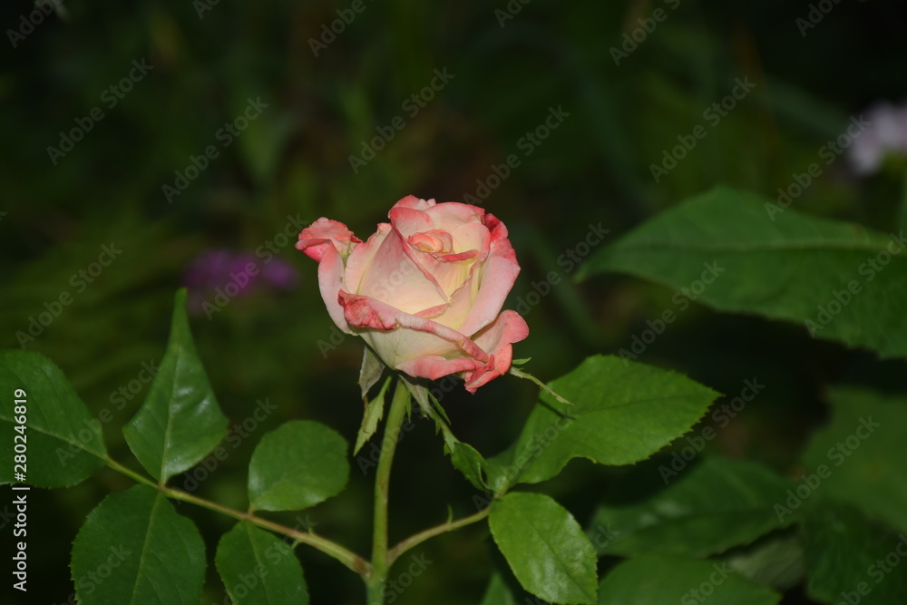 beautiful rose in my garden