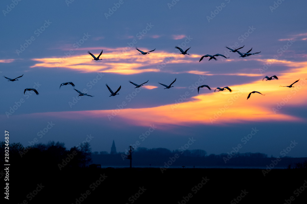 Fototapeta premium Kraniche im Flug