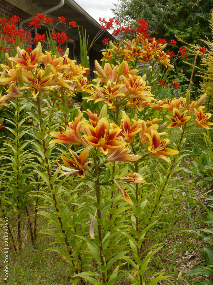 Yellow lily flower, Lily flower in the garden. Shallow depth of field. Yellow lily flower, Lily flower in the garden. Shallow depth of field.