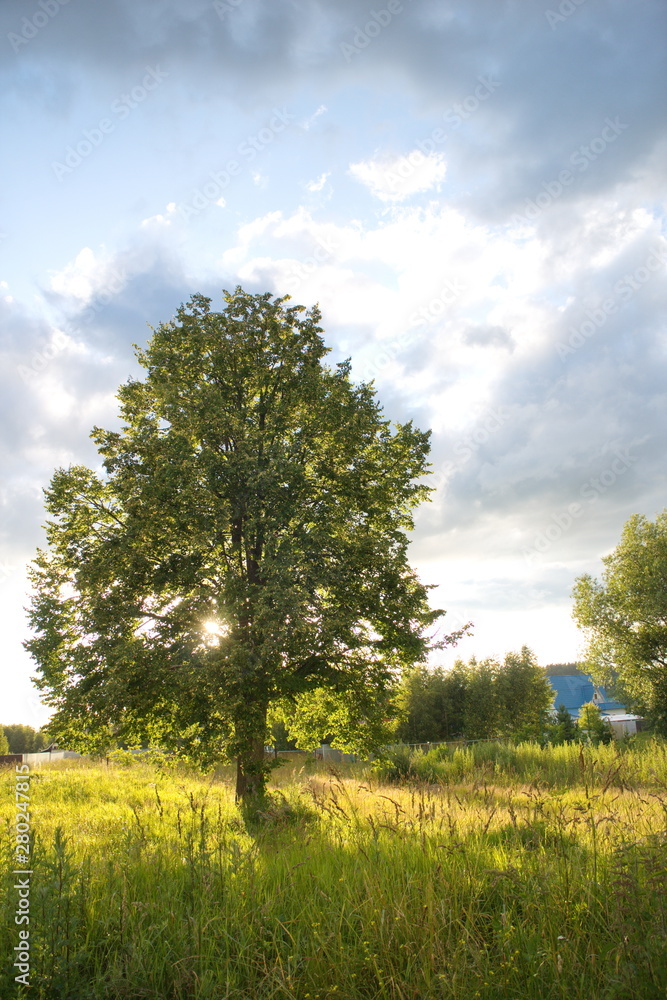 Obraz premium Lonely linden on a green field in the rays of the sun