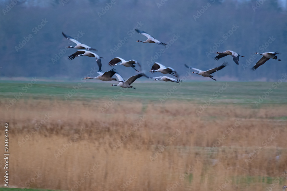 Fototapeta premium Kraniche bei der Frühjahrsrast in Mecklenburg Vorpommern