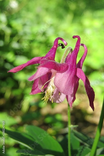 Fototapeta Pink aquilegia flower