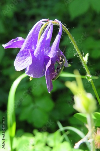 Fotografie, Obraz Blue aquilegia flower
