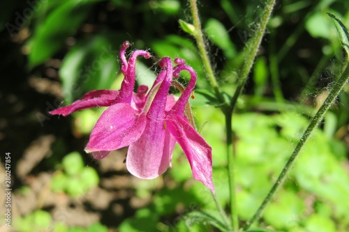 Foto Pink aquilegia flower