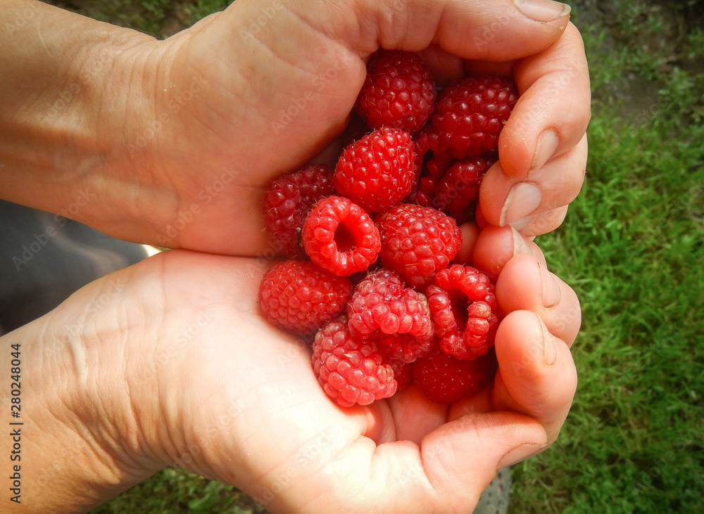 Raspberries in the palms Raspberries in the palms